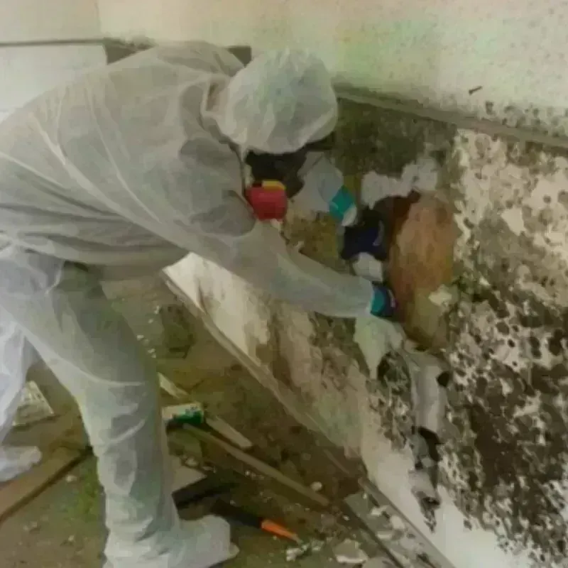 Mold Remediation and Removal in New Brunswick, NJ